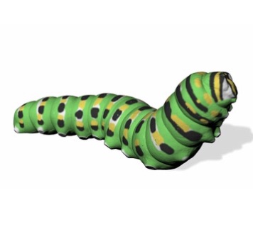 W | Caterpillar Anise