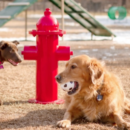 Dog Park | Fire Hydrant, Streetscapes